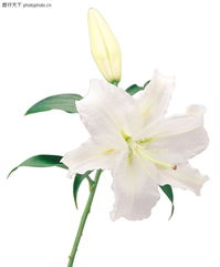  花的物件0006花的物件图鲜花图库
