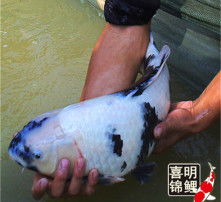  黄页88高清图片