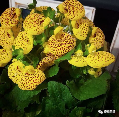  冬天这10种应季花材,你备好了吗