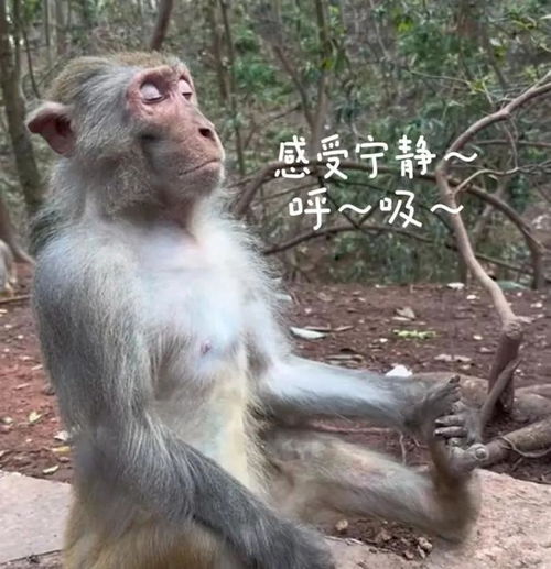  贵州神奇的动物在哪里这猴怎么人里人气的