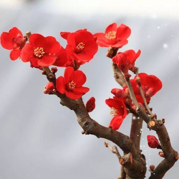  中国十大名花是什么中国十大名花图片大全