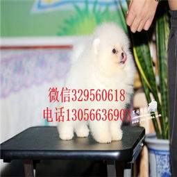  舟山哪有卖博美的犬舍纯种哈多利博美多少钱博美包纯种健康小体博美的价格