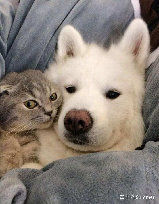  猫狗可以和平相处吗