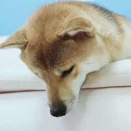  猫猫狗狗的有爱情侣头像