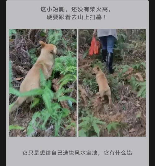  神评段子合集如果用你的名字命名汽车,会叫什么名字