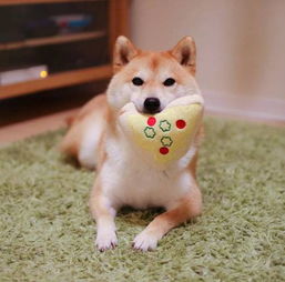  治愈系宠物图片小柴犬,和它的美食故事