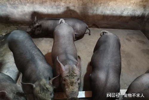  黑毛猪和白毛猪有多大差别养殖专业户告诉你,这5大差异最明显
