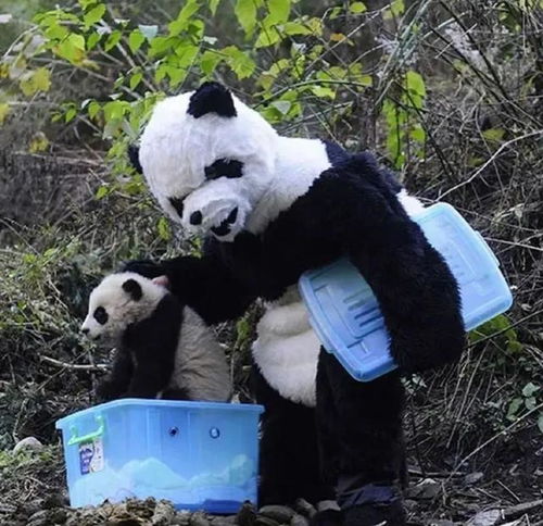 熊猫头像特效北京动物园