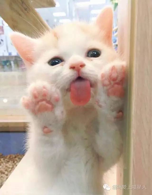 卡通猫卖萌头像互换