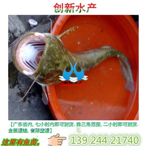  娃娃鱼鱼苗报价厂家