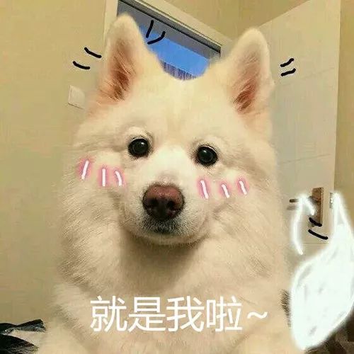  百科别再用棉签给狗狗清洁耳朵了正确的方法是这样