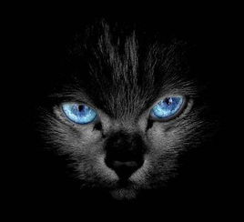  求蓝眼睛纯黑色的猫有这种猫么长大了也是蓝瞳