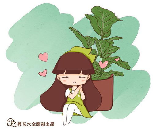  新晋绿宠尤加利,放在家里,清新添绿意