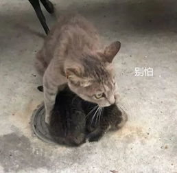  母猫暴雨屋檐下避雨,怀中紧紧抱着幼崽别怕,有我在