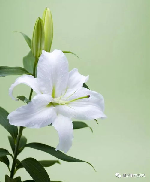  5种鲜花养颜护肤中医药驻颜之134