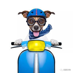  宠物犬上自行车的表演训练