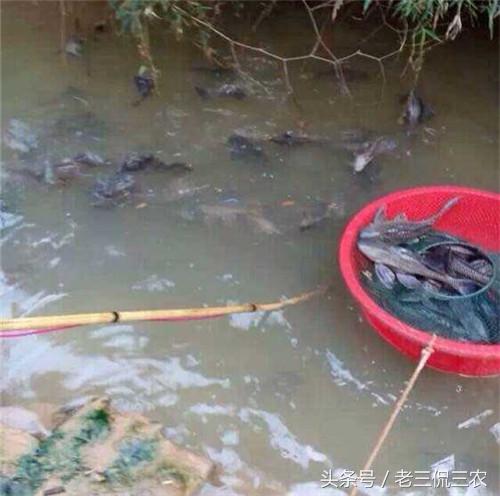  此家伙据说引进自南美,在某些地方已泛滥成灾网友吃货在哪
