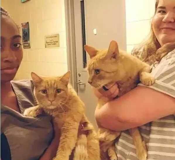  看着因为搬家就被主人抛弃的猫咪兄弟,她果断地做出了这个选择