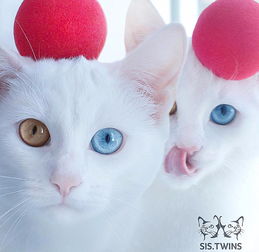  孪生白猫圈粉无数父母是一只白猫和一只黑白相间的花猫