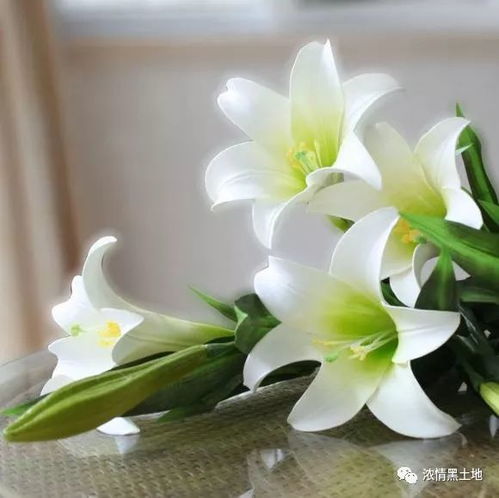 关于百合的头像一对睡的