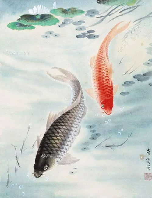  对不起,你们转发的锦鲤,其实都是日货