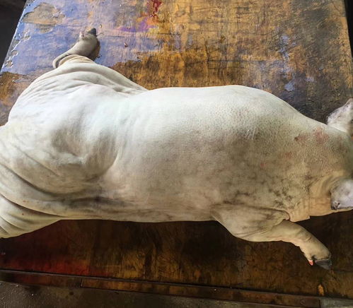  买猪肉前必看教你怎么挑选到生态黑猪肉