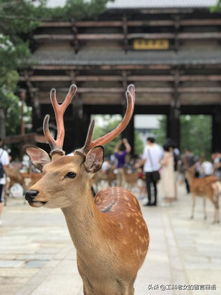  奈良公园小鹿是明星,人类秒变追鹿族