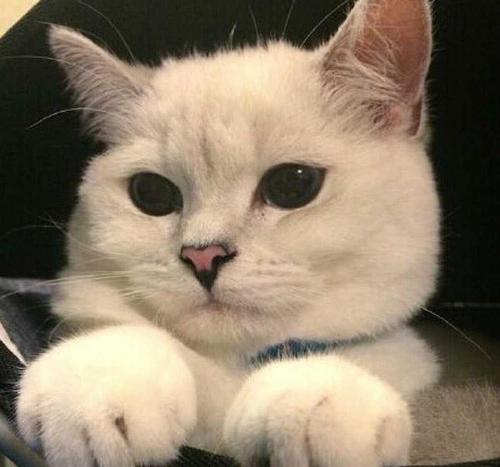  猫咪体外驱虫的必要性爱滴克