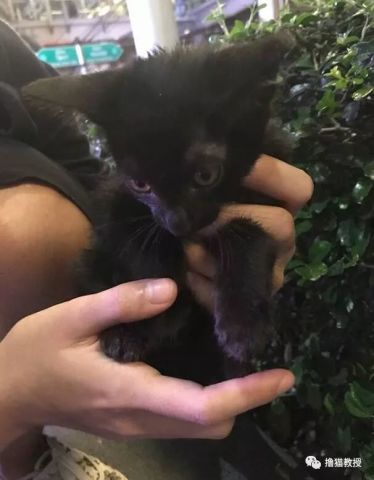  主人怕家里的橘猫孤单,带回一只黑猫作伴,结果一年后
