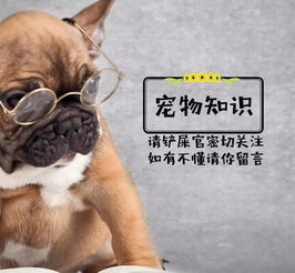  纯种田园犬的几种外形,第三用钱买不到,金钱尾品种最受人喜欢