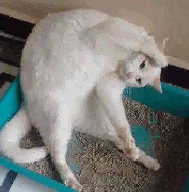 白猫图片头像二哈