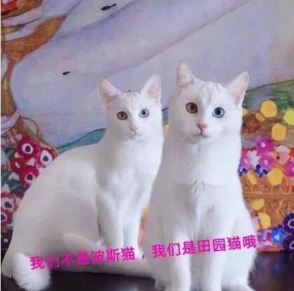  波斯猫vs异瞳田园猫,别再傻傻分不清楚喵咛生活