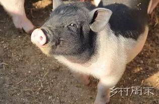  离开乐队,放弃机车,他和她养猪种菜生孩子