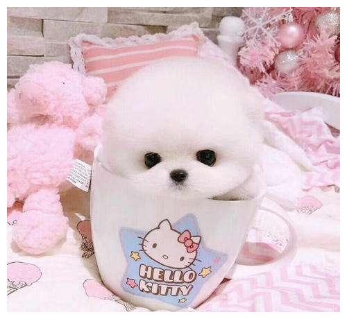  心理测试喜欢那只茶杯犬,测试一下你过年前有什么意外好福气
