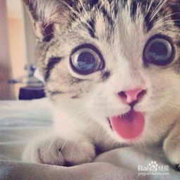 孤独黑暗的猫头像养猫