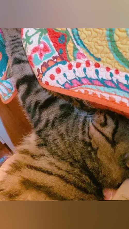 激萌动物家养宠物狸花猫美国短毛猫动物卖萌