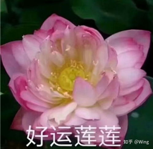  有什么好听的歌曲能推荐一下嘛谢谢大家