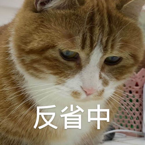  春天宠物猫咪掉毛太多,易得毛球症猫奴要注意做好防护措施哦