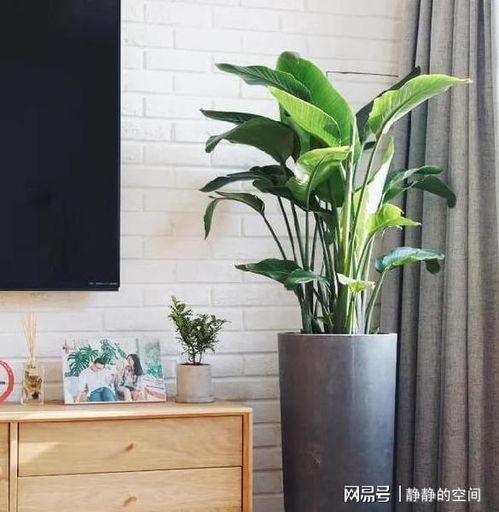  客厅盆栽要颜值高寓意好3种常青树,随便一盆就能镇宅保安康