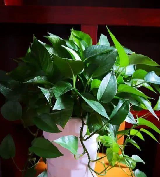  新手学养花,从4种入手,皮实又好养,还能四季有花看