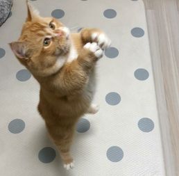 卡通猫卖萌头像乖乖