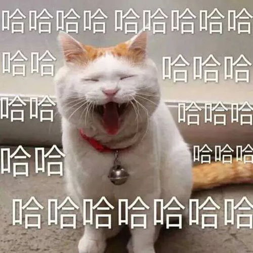 高校流浪猫被联名举报,还取消学位网友当高校的猫太难了
