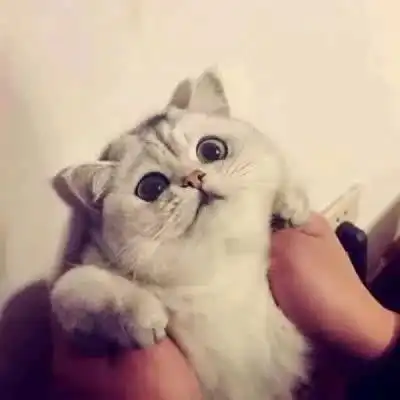  可爱猫咪情侣头像一对,送给都喜欢猫的情侣们了