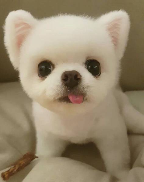  头像小清新壁纸moya