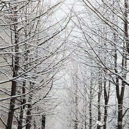  盼望着盼望着大兴的初雪悄悄地来了