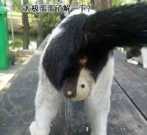  盘点那些奇葩的搞笑动物瞬间承包了我一天的笑点