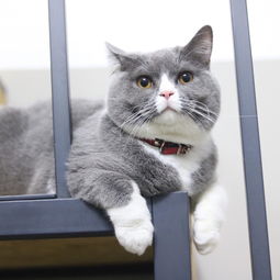  猫英俊的少年蓝白