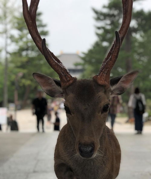  奈良之温柔小鹿,也没你想象中那么温柔
