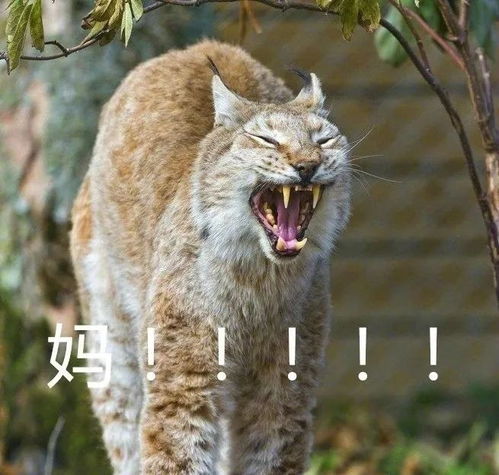 一个有味道的年历