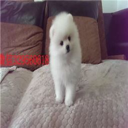 博美狗牌头像拆除